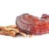 Reishi