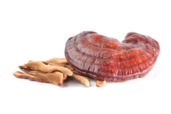 Reishi